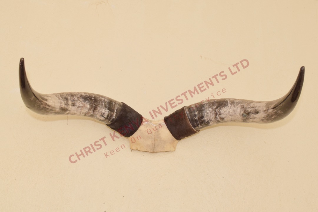 International Representation